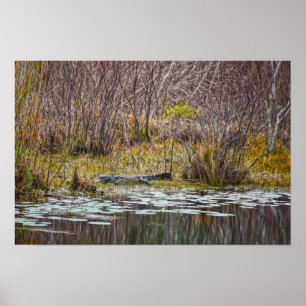 Poster Alligator se faisant chauffer au soleil au lac Gal