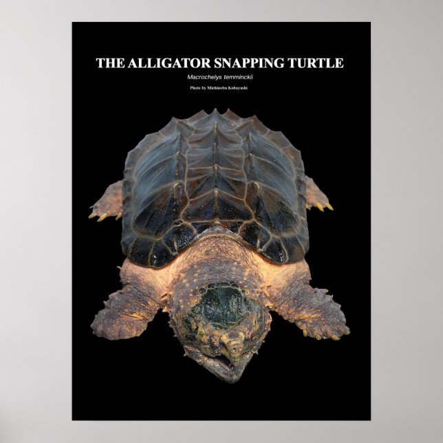 Poster Alligator serpent tortue の ポ ♥ タ (Devant)