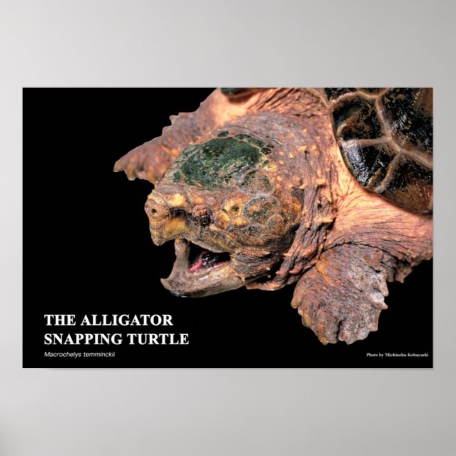 Poster Alligator Snapping Turtleのポスター (Devant)