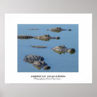 Alligators américains