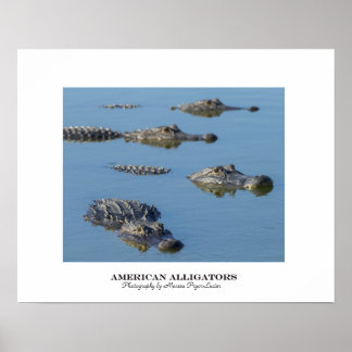 Poster Alligators américains
