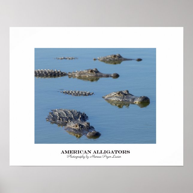 Poster Alligators américains (Devant)
