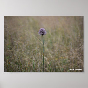 Poster Allium, Allium Ampeloprasum, Poireau Sauvage