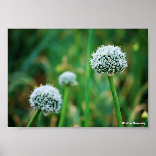 Poster Allium, Fleur d'oignon sauvage