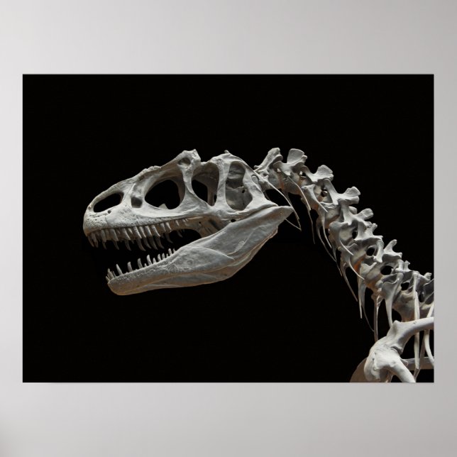 Poster Allosaurus fossile tête et cou (Devant)