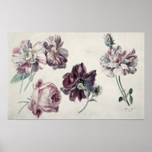 Poster Alma-Tadema   ROSE