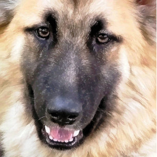 POSTER ALMAN SHEPHERD