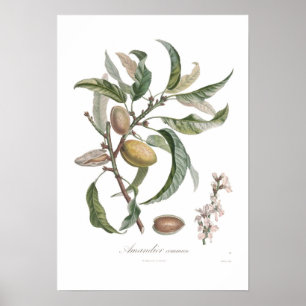 Poster Almond