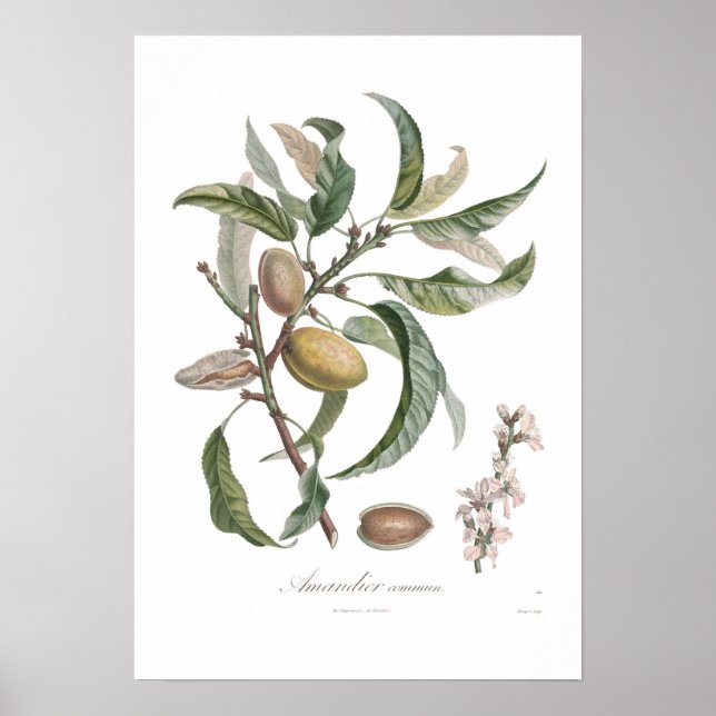 Poster Almond (Devant)
