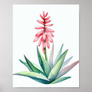 Poster Aloé en fleurs