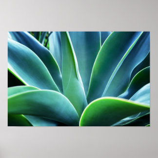 Poster Aloe Feuille