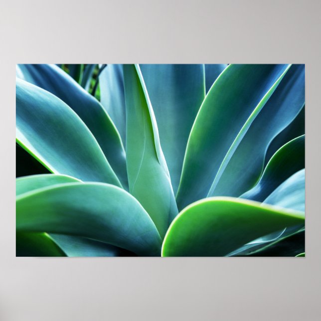 Poster Aloe Feuille (Devant)