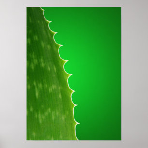 Poster Aloe plante