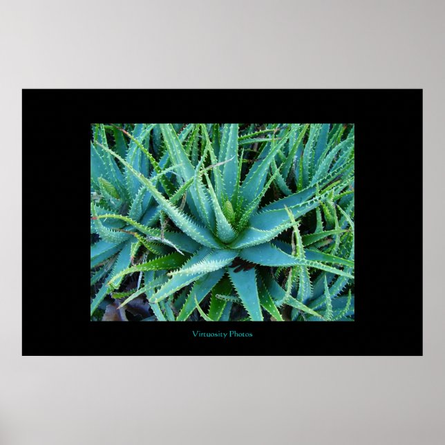 Poster Aloe Vera (Devant)