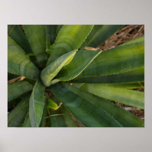 Poster Aloe Vera (Devant)