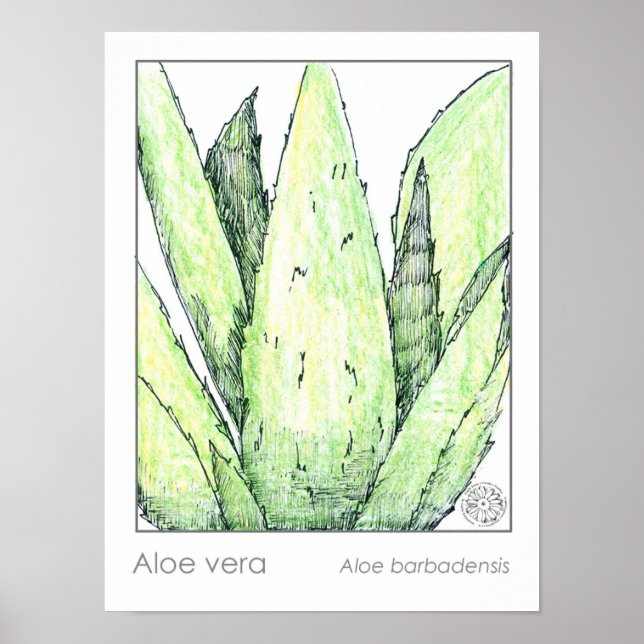 Poster Aloe Vera Materia Medica Herbaliste Botanique (Devant)