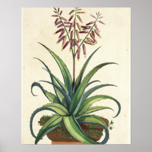 Poster Aloe Vera Vulgaris, de 'Phytographia Curiosa', p