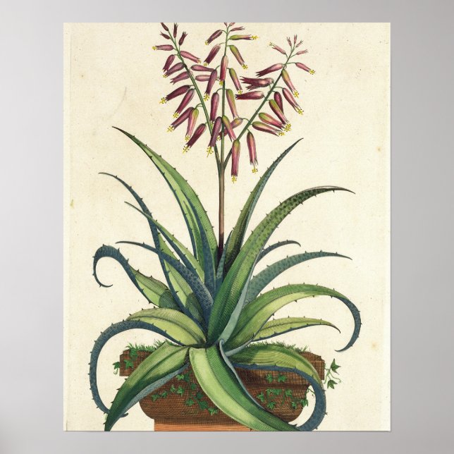 Poster Aloe Vera Vulgaris, de 'Phytographia Curiosa', p (Devant)