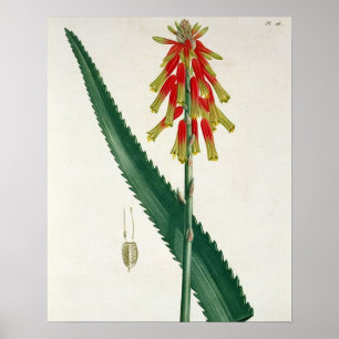 Poster Aloès de "Phytographie Medicale" par Joseph Roques
