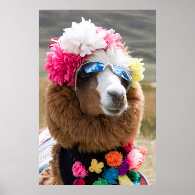 Poster Alpaca, Pachacoto, Cordillère Blanca, Ancash (Devant)