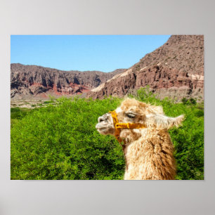 Poster Alpaca Près De Salta, Argentine