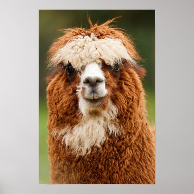 Poster Alpaca sourit (Devant)