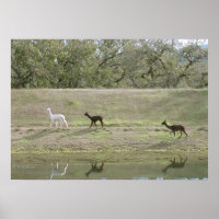 Poster - Alpacas sur la colline