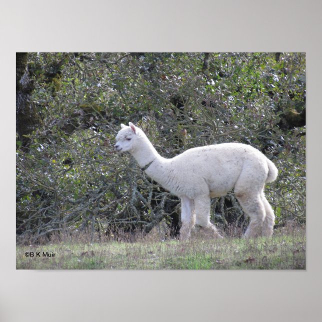 Poster - alpaga blanc (Devant)