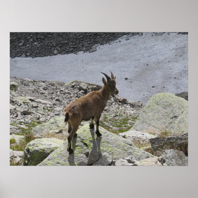 Poster Alpes françaises Ibex Chamonix (Devant)