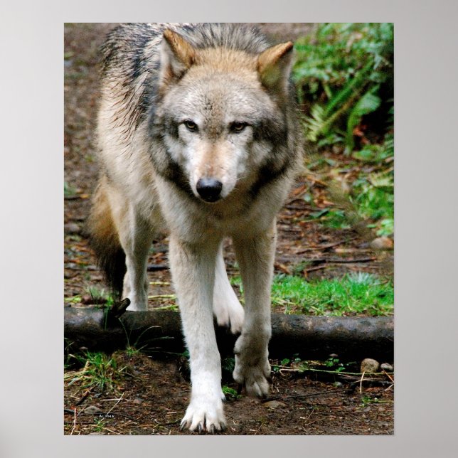 Poster Alpha Wolf (Devant)