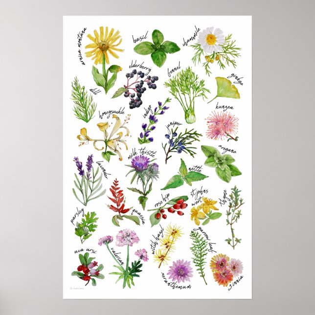 Poster Alphabet plante et herbes (Devant)