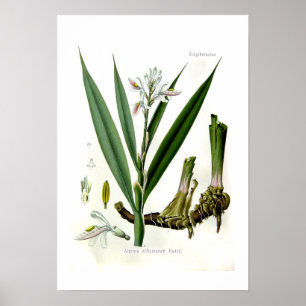 Poster Alpinia officinarum (Galangal)