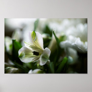 Poster Alstroemeria blanche Fleur Lilly péruvienne