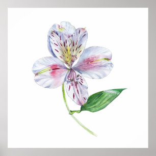 Poster Alstroemeria Lys Péruvien Aquarelle Botanique