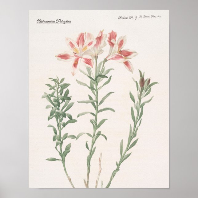 Poster Alstroemeria Pelegrina (Devant)