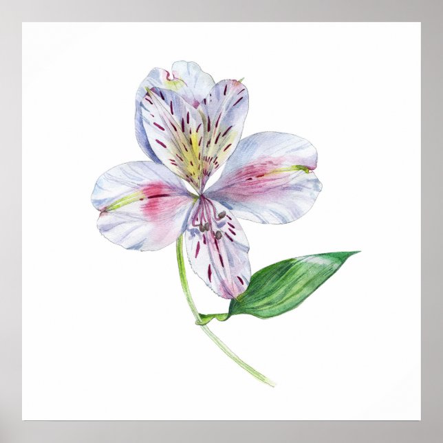 Poster Alstroemeria Peruvian Lily Botanical Watercolor (Devant)