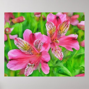 Poster Alstroemeria rose Fleurs Lily Style Aquarelle