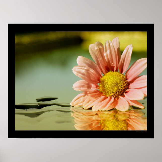 Poster alysie (Devant)