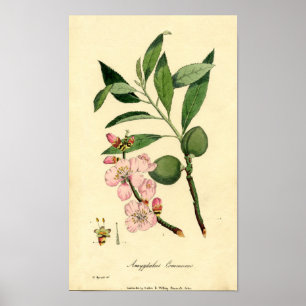 Poster Amande d'impression botanique (amygdalus communis)