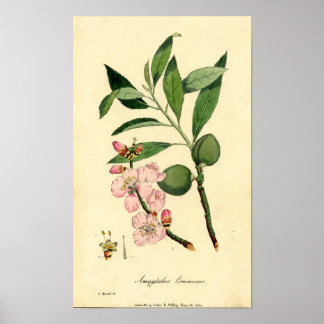 Poster Amande d'impression botanique (amygdalus communis)