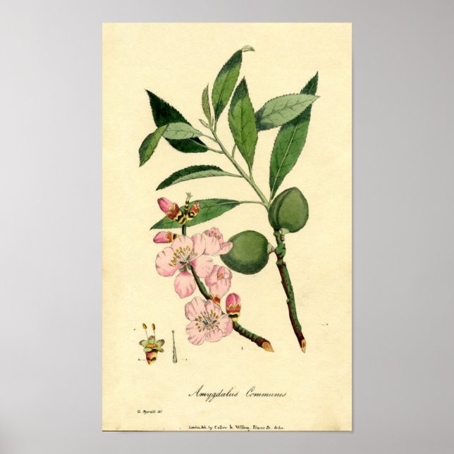 Poster Amande d'impression botanique (amygdalus communis) (Devant)
