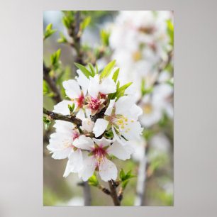 Poster Amande fleurie