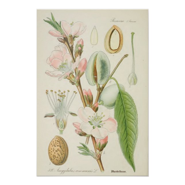 Poster Amandiers, Amygdalus communis, (Devant)