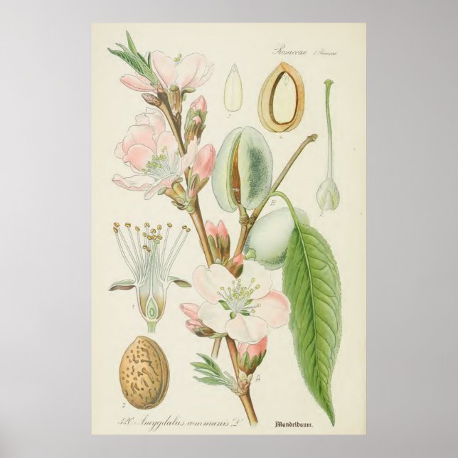 Poster Amandiers, Amygdalus communis, (Devant)