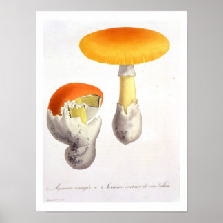 Poster Amanita Caesaria de 'Phytographie Medicale' de J