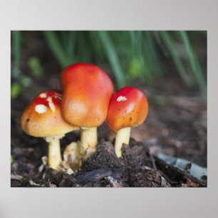 Poster Amanita family mushrom