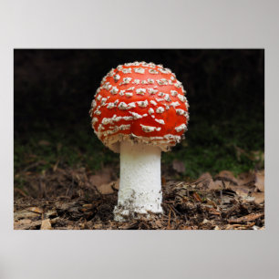 Poster Amanita muscaria var. aureola (Flying Agaric)