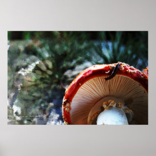 Poster Amanite Muscaria avec le lingot