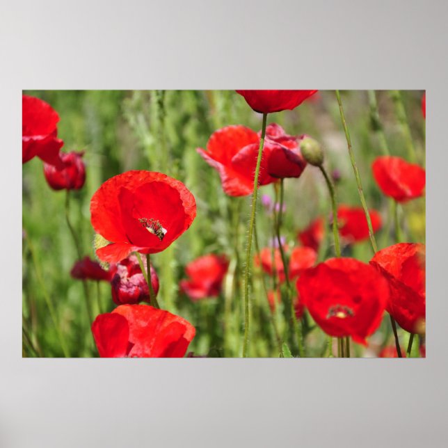 Poster Amapolas (Devant)