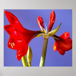 Poster Amaryllis